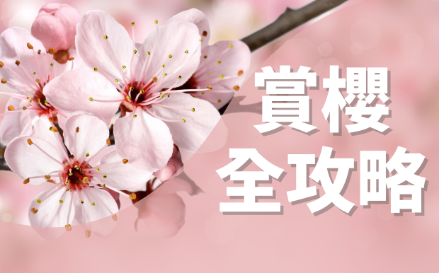 粉紅櫻花風暴來襲！2026台灣賞櫻全攻略