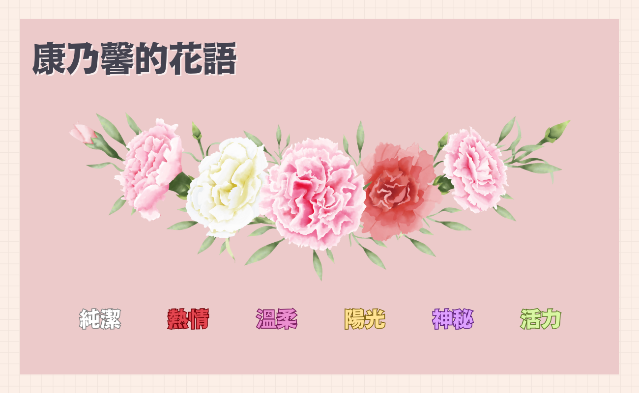 康乃馨花語