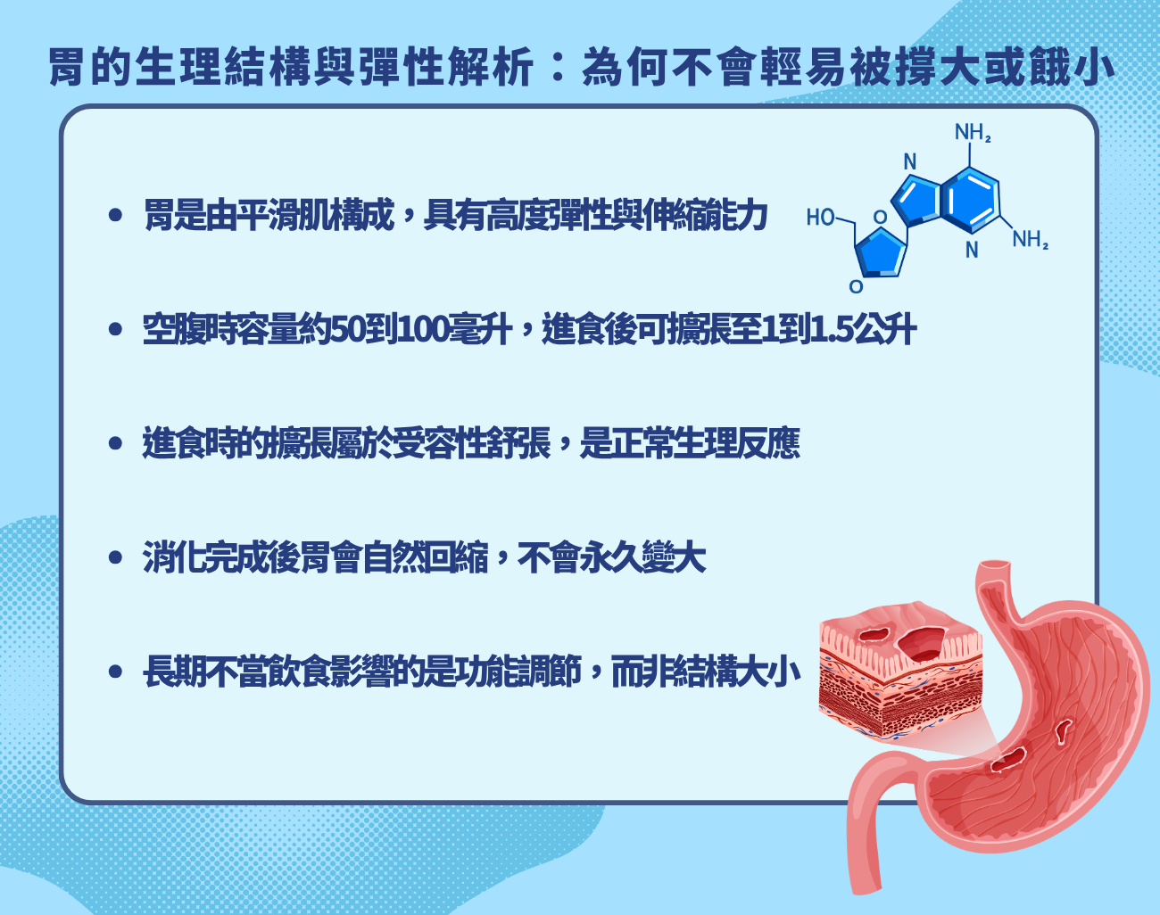 胃的彈性真相
